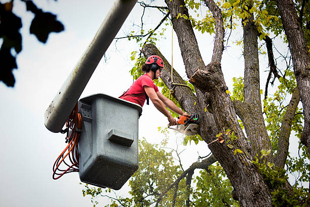 Best Tree Trimming and Pruning  in Lubeck, WV